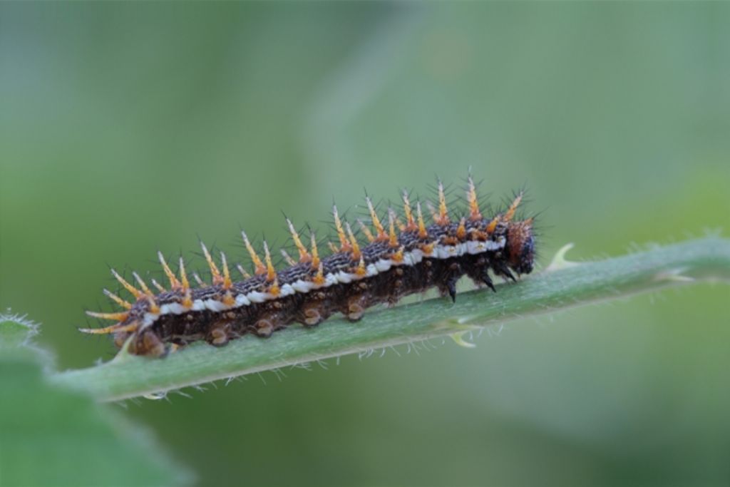 Bruco ID